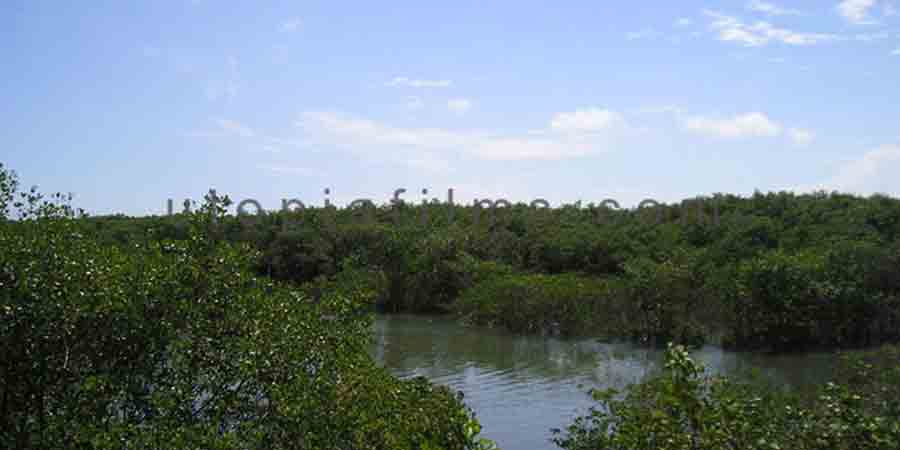Photo of "Forest & Jungles" type of location.