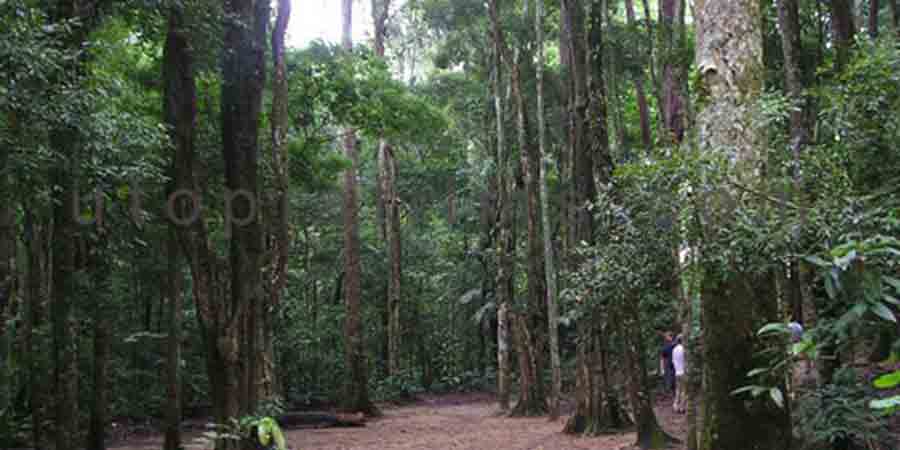 Photo of "Forest & Jungles" type of location.
